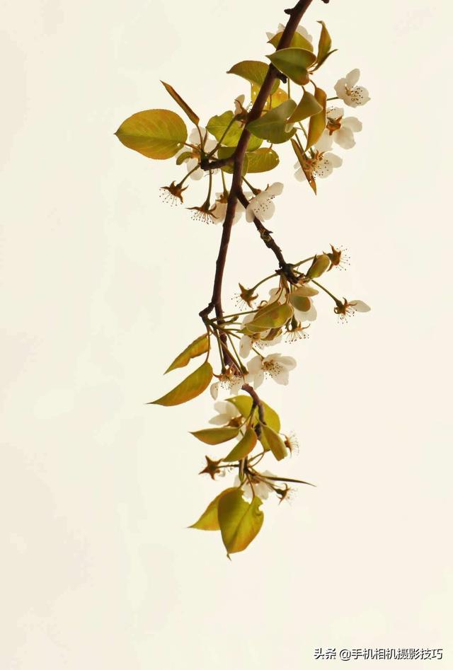 花的拍摄技巧图解(秘籍在此用好这7个技巧)(7)