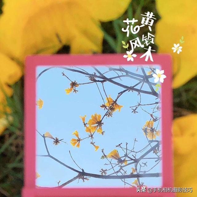 花的拍摄技巧图解(秘籍在此用好这7个技巧)(3)