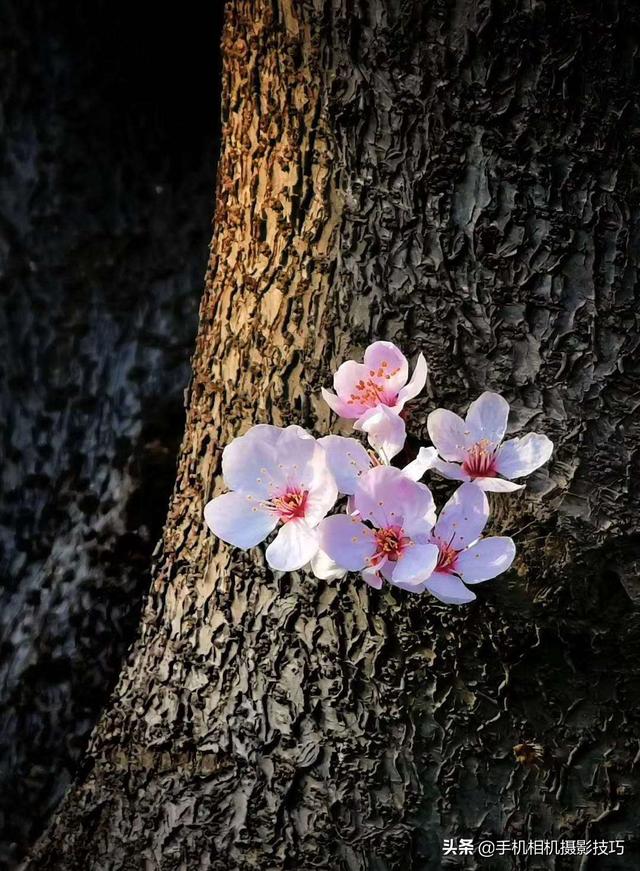 花的拍摄技巧图解(秘籍在此用好这7个技巧)(14)