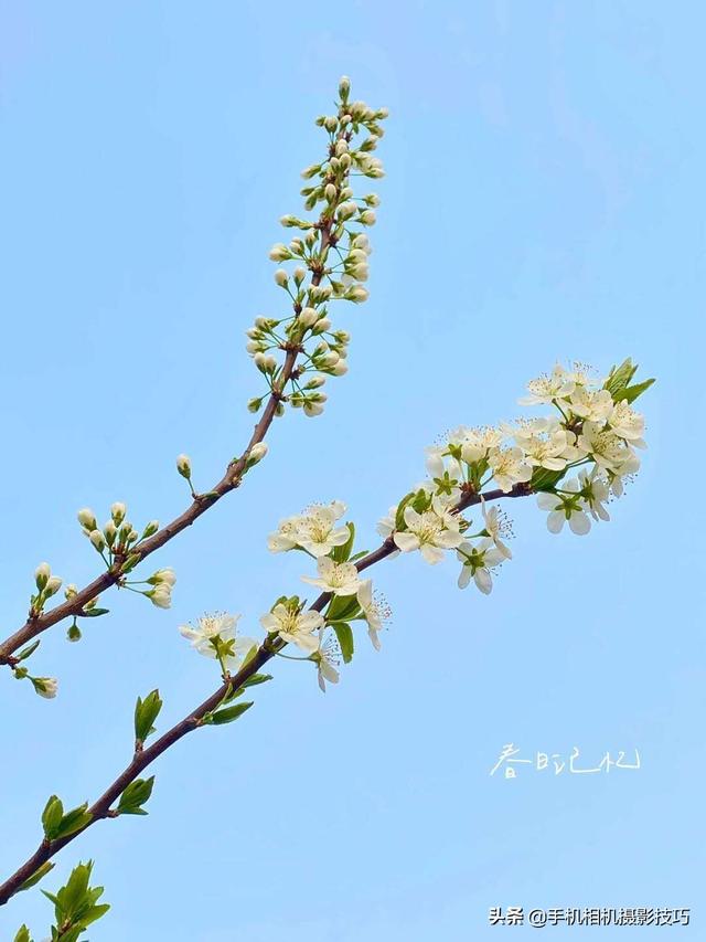 花的拍摄技巧图解(秘籍在此用好这7个技巧)(15)