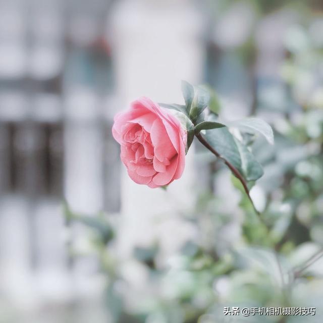 花的拍摄技巧图解(秘籍在此用好这7个技巧)(17)