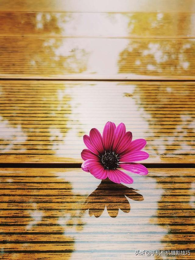 花的拍摄技巧图解(秘籍在此用好这7个技巧)(20)