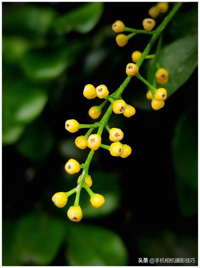 花的拍摄技巧图解(秘籍在此用好这7个技巧)(9)