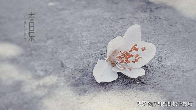 花的拍摄技巧图解(秘籍在此用好这7个技巧)(19)