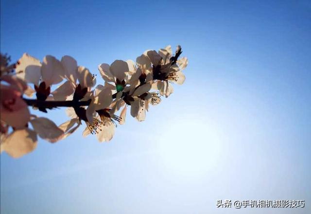 花的拍摄技巧图解(秘籍在此用好这7个技巧)(23)