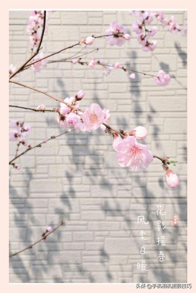 花的拍摄技巧图解(秘籍在此用好这7个技巧)(24)