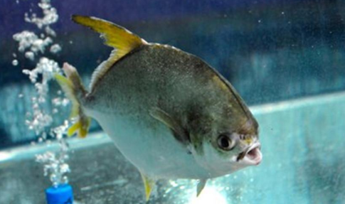 白鲳鱼有什么营养价值,金鲳鱼的营养价值有哪些图3