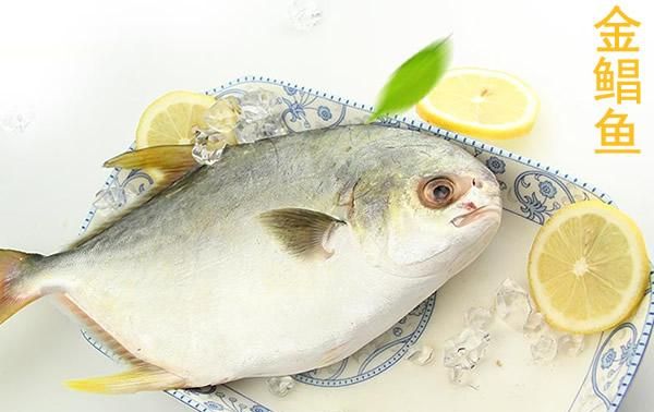 白鲳鱼能吃罗非鱼苗吗