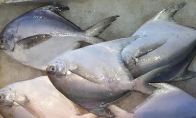 ​白鲳鱼有什么营养价值,金鲳鱼的营养价值有哪些