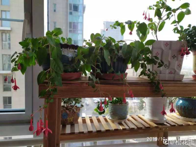 家里千万不能养的6种花(养再久也不开花)