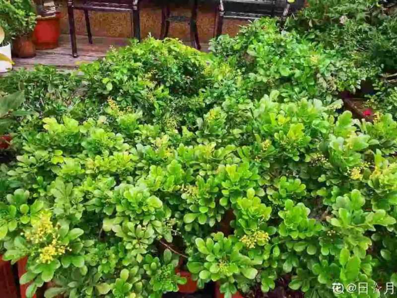 家里千万不能养的6种花(养再久也不开花)