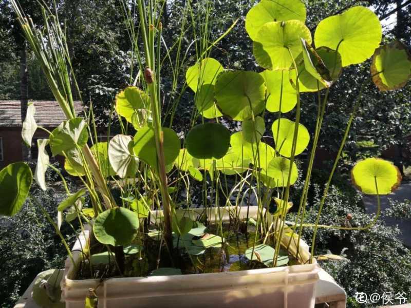 家里千万不能养的6种花(养再久也不开花)