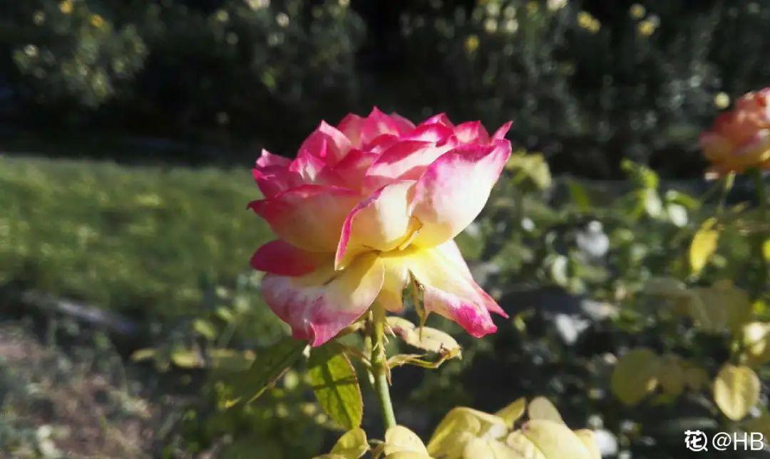 家里千万不能养的6种花(养再久也不开花)