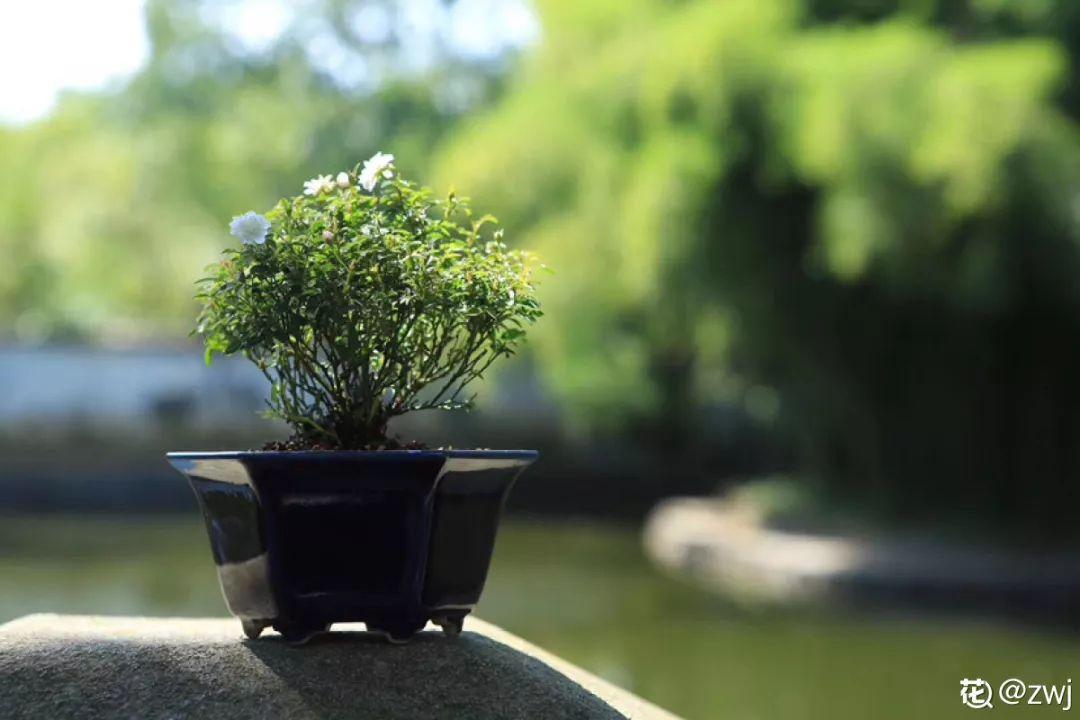 家里千万不能养的6种花(养再久也不开花)