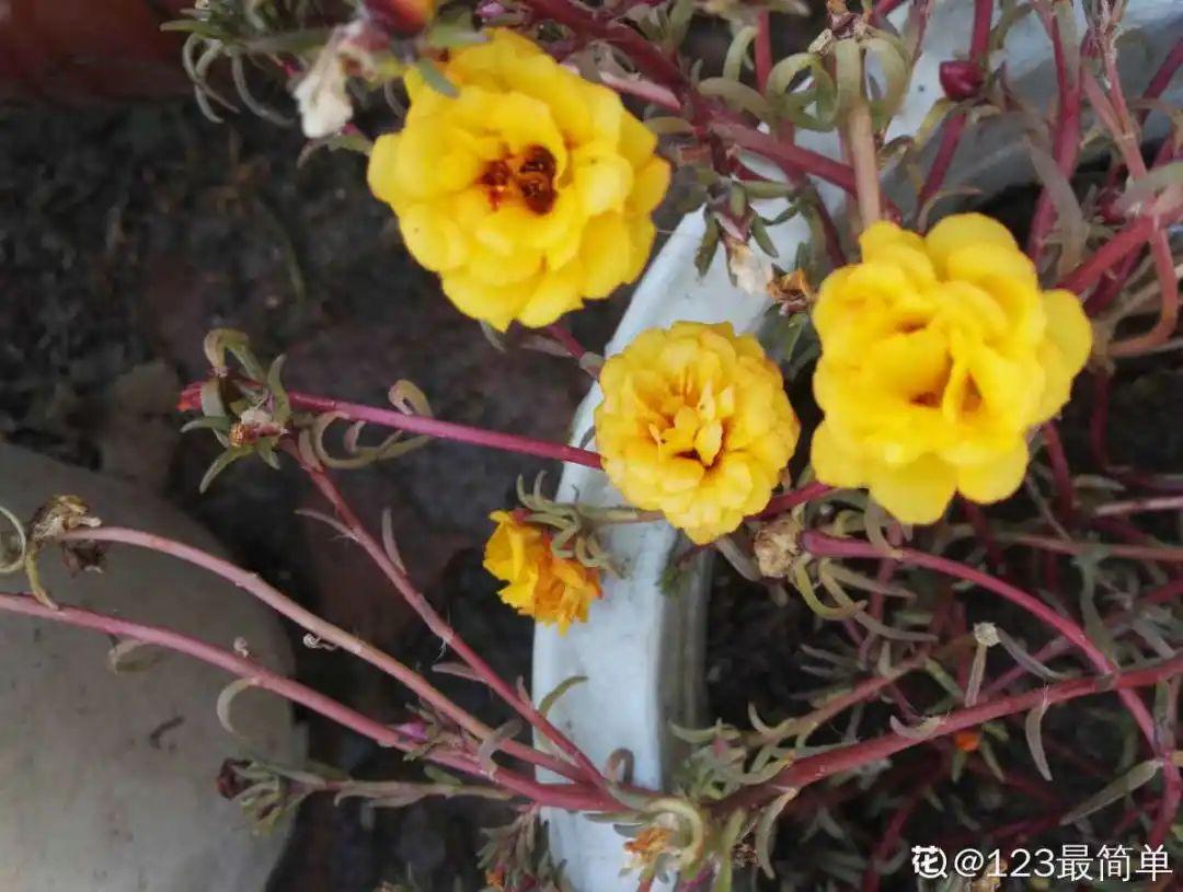 家里千万不能养的6种花(养再久也不开花)