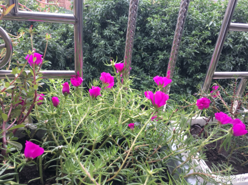 家里千万不能养的6种花(养再久也不开花)