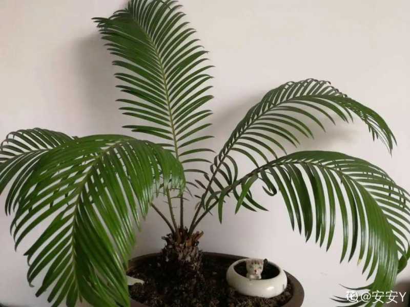 家里千万不能养的6种花(养再久也不开花)