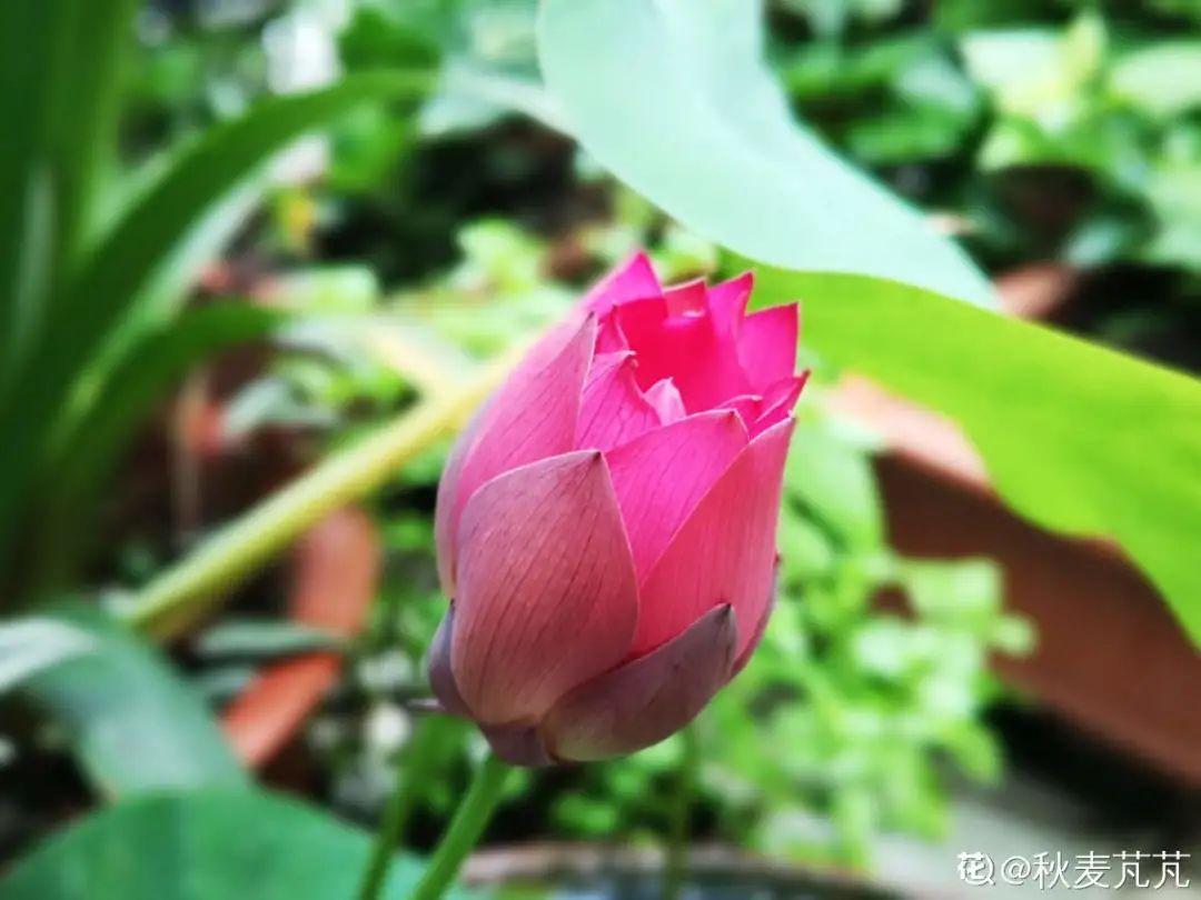 家里千万不能养的6种花(养再久也不开花)