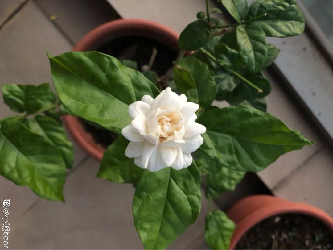 家里千万不能养的6种花(养再久也不开花)