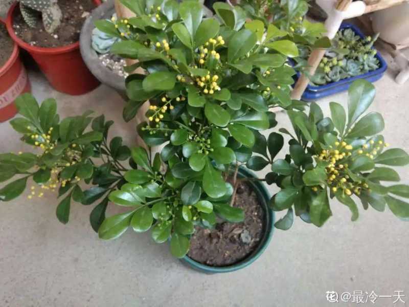 家里千万不能养的6种花(养再久也不开花)