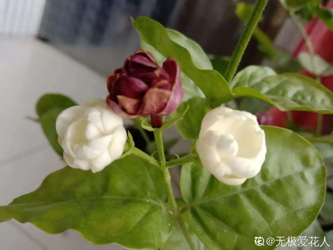 家里千万不能养的6种花(养再久也不开花)