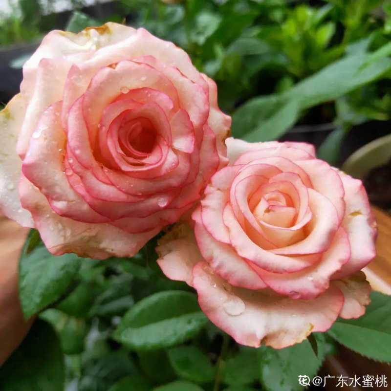 家里千万不能养的6种花(养再久也不开花)