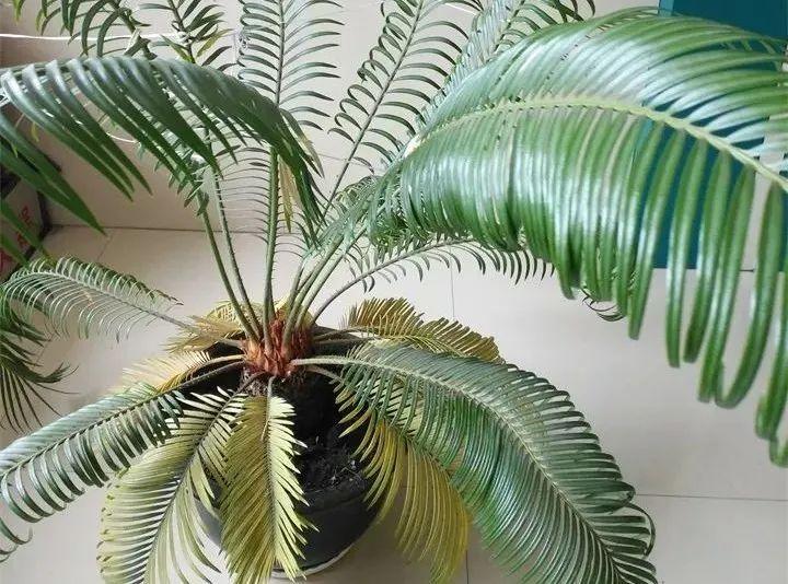 家里千万不能养的6种花(养再久也不开花)