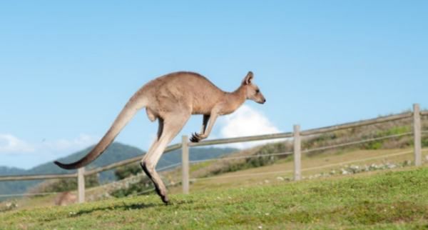 袋鼠的尾巴有什么作用,袋鼠的尾巴有什么作用处图5