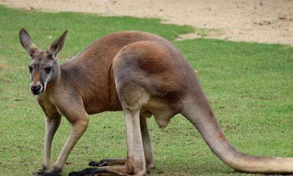 袋鼠的尾巴有什么作用,袋鼠的尾巴有什么作用处图2