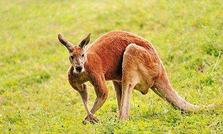 袋鼠的尾巴有什么作用,袋鼠的尾巴有什么作用处图6