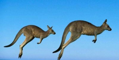 ​袋鼠的尾巴有什么作用,袋鼠的尾巴有什么作用处