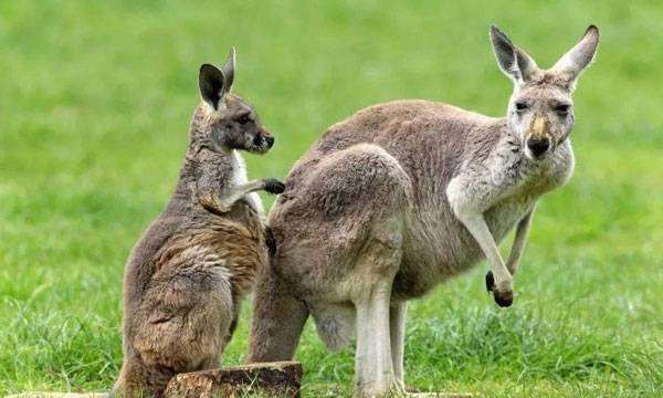 袋鼠的尾巴有什么作用,袋鼠的尾巴有什么作用处图3