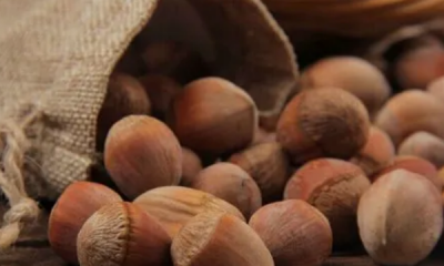 榛子泡水多久开口,榛子开口是硫酸泡的吗