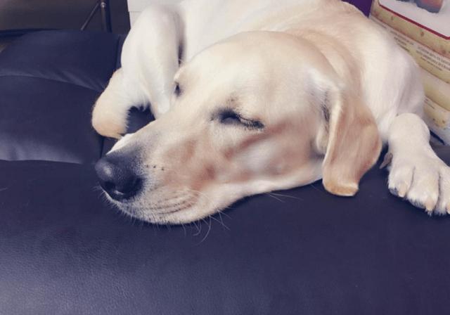 狗狗的急救知识（这些关于狗狗的实用急救技巧赶紧学起来）(8)