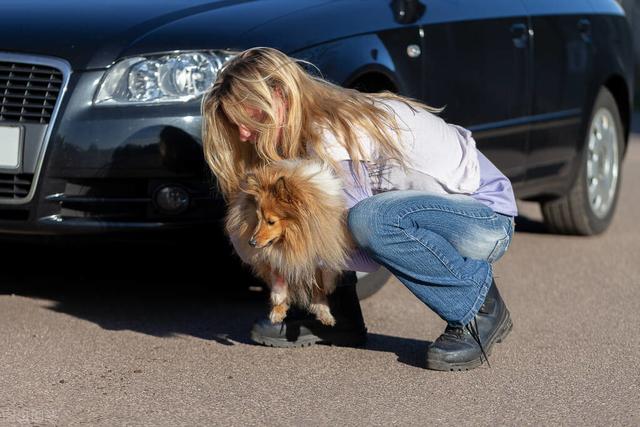 狗狗的急救知识（这些关于狗狗的实用急救技巧赶紧学起来）(4)