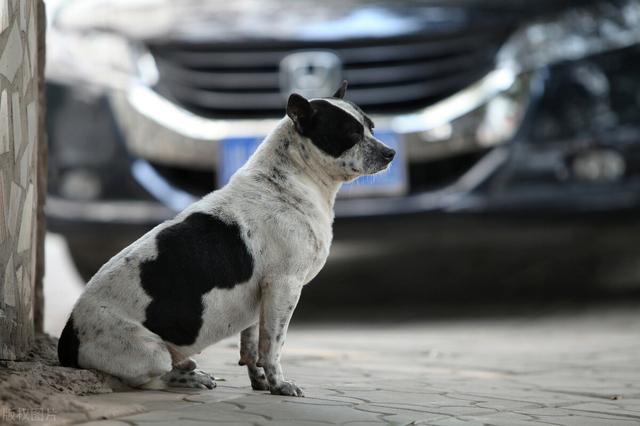 狗狗的急救知识（这些关于狗狗的实用急救技巧赶紧学起来）(2)