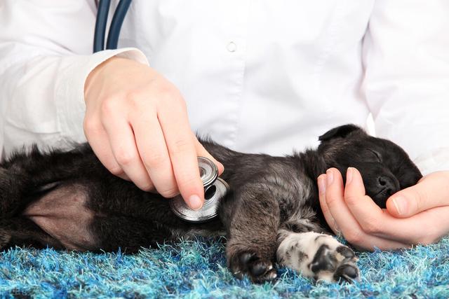 狗狗的急救知识（这些关于狗狗的实用急救技巧赶紧学起来）(6)