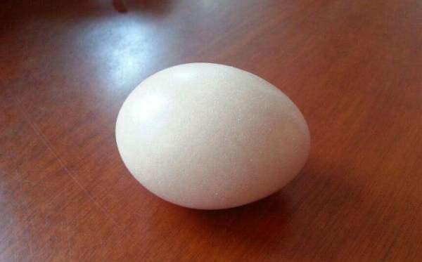 公鸡蛋和母鸡蛋的区别,公鸡蛋与母鸡蛋的区别是什么呢图7