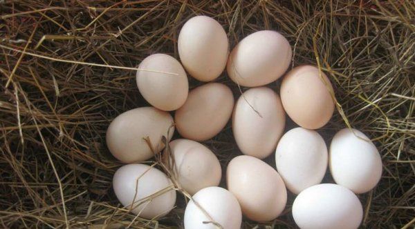 公鸡蛋和母鸡蛋的区别,公鸡蛋与母鸡蛋的区别是什么呢图2