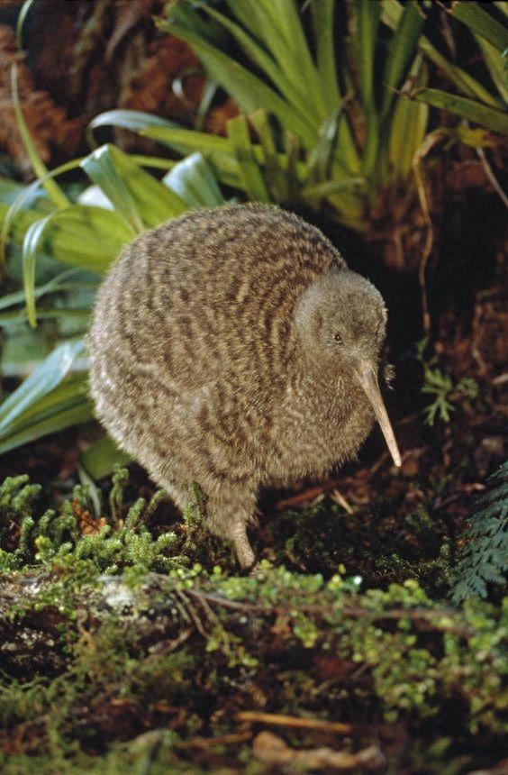 几维鸟新西兰的奇异鸟类