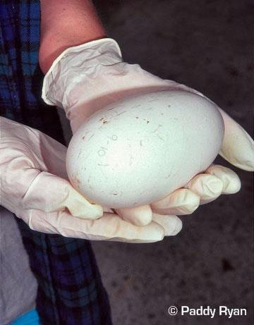 几维鸟新西兰的奇异鸟类