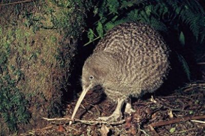 ​几维鸟新西兰的奇异鸟类