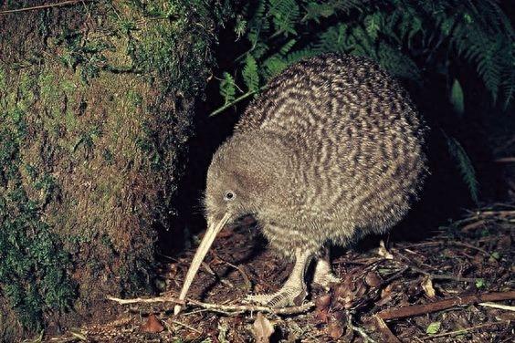 几维鸟新西兰的奇异鸟类