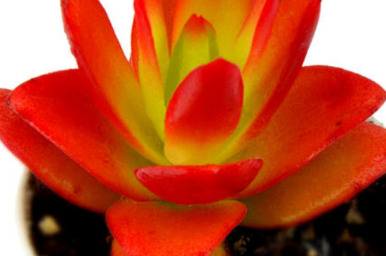 天狗之舞和火祭的区别(图4)