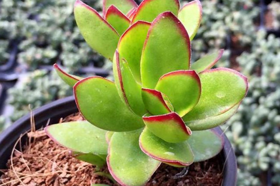 天狗之舞和火祭的区别(图3)