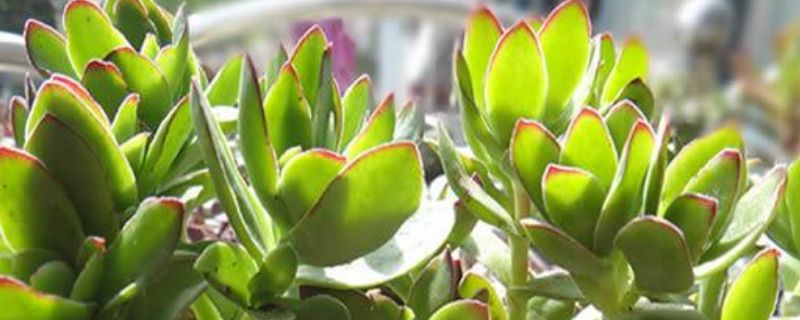 天狗之舞和火祭的区别(图1)