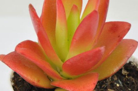 天狗之舞和火祭的区别(图2)