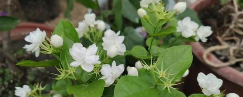 茉莉花施什么肥开花多（图）(图1)
