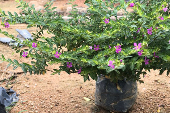 麦蓝菜和满天星幼苗的区别(图)(图2)