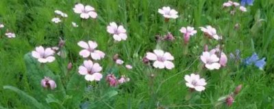 ​麦蓝菜和满天星幼苗的区别（图）